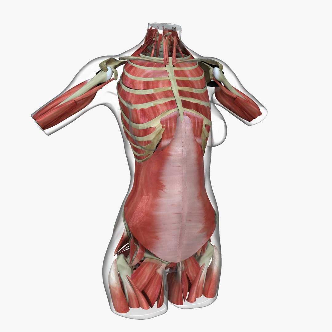 3d ma ultimate african american female torso https://p.turbosquid.com/ts-thumb/Xa/HM0lXS/U0xpbTQT/m5/jpg/1444100626/1920x1080/fit_q87/0f137763416920a03c5b039aaf0e1bc92374694b/m5.jpg