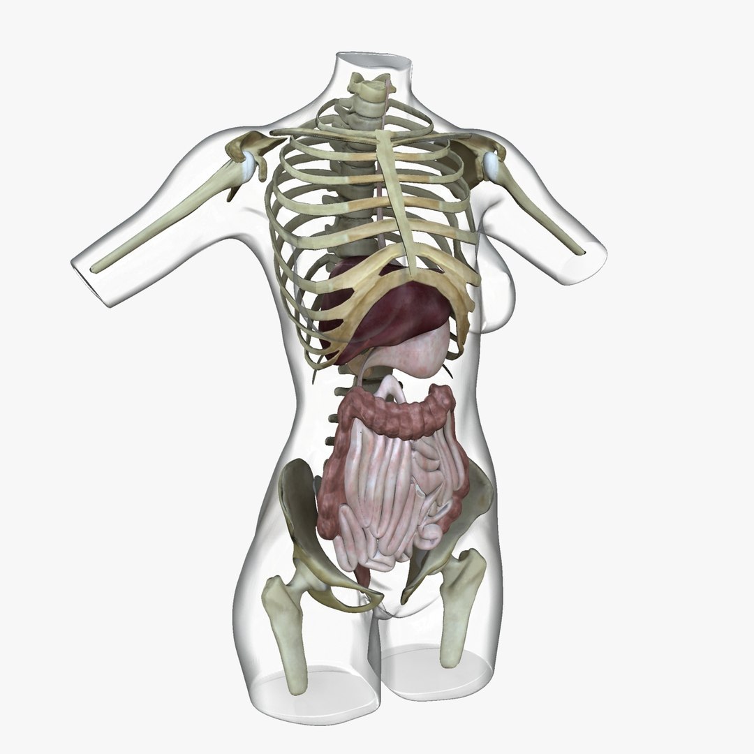 3d ma ultimate african american female torso https://p.turbosquid.com/ts-thumb/Xa/HM0lXS/bH7Phebp/x6/jpg/1444100626/1920x1080/fit_q87/fc43a45d9b9bbb5a75619827e32b4389572e7ef5/x6.jpg