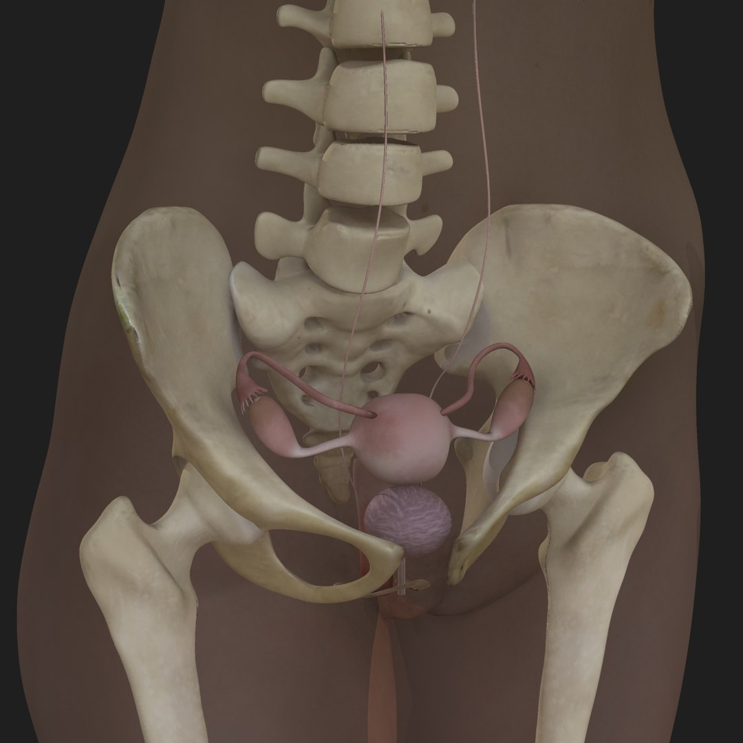 3d ma ultimate african american female torso https://p.turbosquid.com/ts-thumb/Xa/HM0lXS/dhABsCQ1/00009/jpg/1444103241/1920x1080/fit_q87/8dfa956ab8a2c0dfc18e874b8d0d1d709f9e99ad/00009.jpg