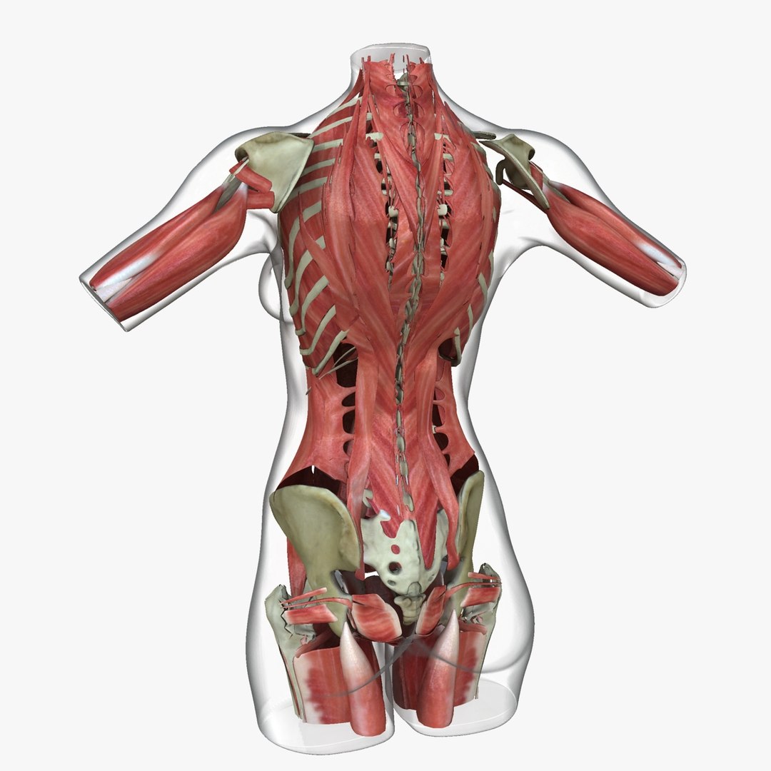 3d ma ultimate african american female torso https://p.turbosquid.com/ts-thumb/Xa/HM0lXS/eAopanKl/b4/jpg/1444100625/1920x1080/fit_q87/0ba0e40e37b86a4a32a5b4d48e7268ff8f7a9c42/b4.jpg