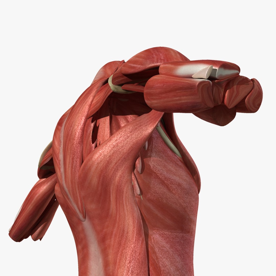 3d ma ultimate african american female torso https://p.turbosquid.com/ts-thumb/Xa/HM0lXS/gvtDxDMR/005/jpg/1444102942/1920x1080/fit_q87/5e67b0b7af9c4070fd33cf3a0e2b188d1d6b44ff/005.jpg