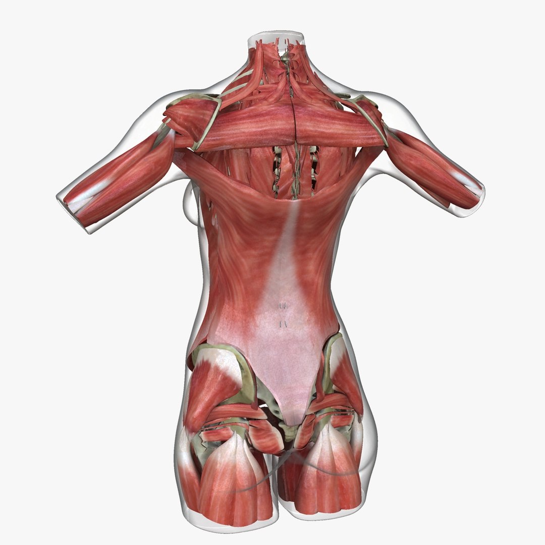 3d ma ultimate african american female torso https://p.turbosquid.com/ts-thumb/Xa/HM0lXS/jHAAeqP9/b6/jpg/1444100625/1920x1080/fit_q87/a13f9e744c30b73be08ad3eccaad439dc2ff3554/b6.jpg