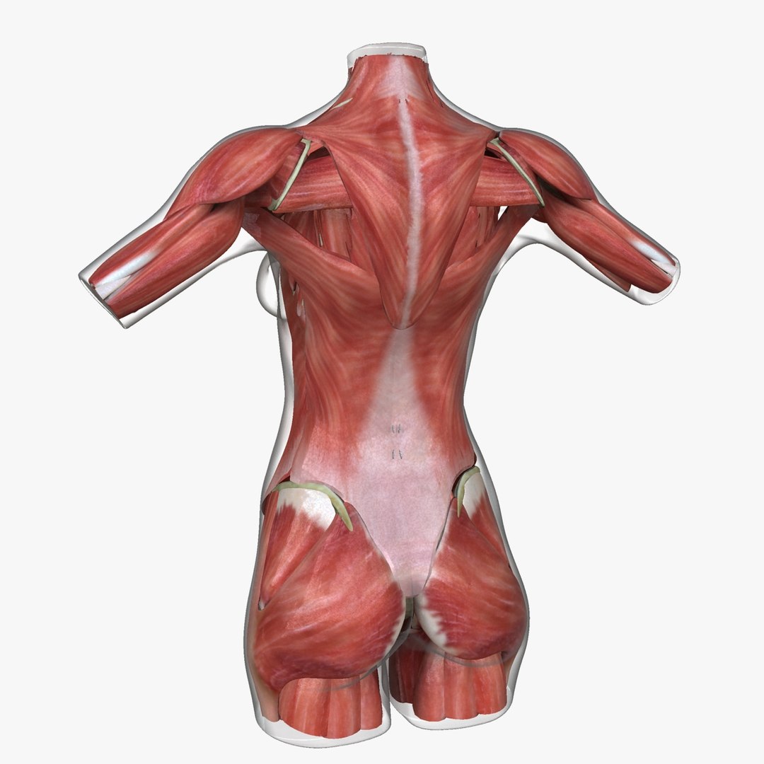 3d ma ultimate african american female torso https://p.turbosquid.com/ts-thumb/Xa/HM0lXS/nH9FiqL4/b7/jpg/1444100626/1920x1080/fit_q87/e1c246313f4244c23b4924da75145a6953450e46/b7.jpg