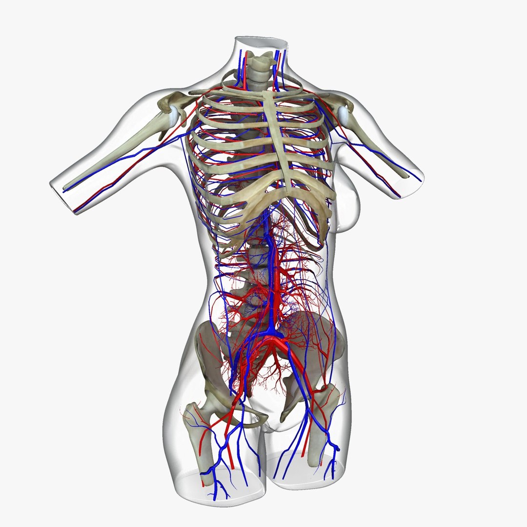3d ma ultimate african american female torso https://p.turbosquid.com/ts-thumb/Xa/HM0lXS/oZXSrA6x/x2/jpg/1444100626/1920x1080/fit_q87/6fc6254e0a323b80514817e1610c07ddf0f66995/x2.jpg