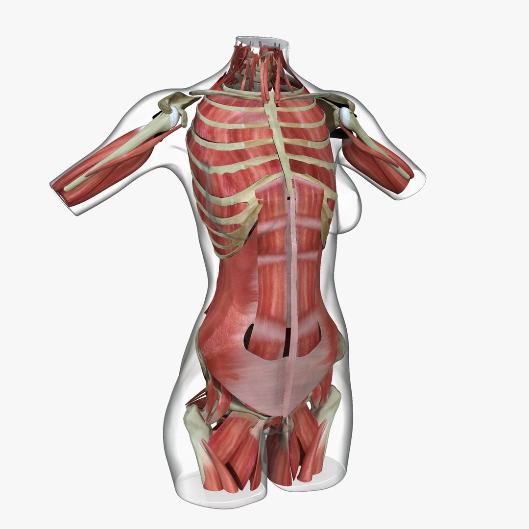3d ma ultimate african american female torso https://p.turbosquid.com/ts-thumb/Xa/HM0lXS/pwxPATyX/m4/jpg/1444100626/1920x1080/fit_q87/374649d7117903db54b0230f4cf3dcca03be530a/m4.jpg