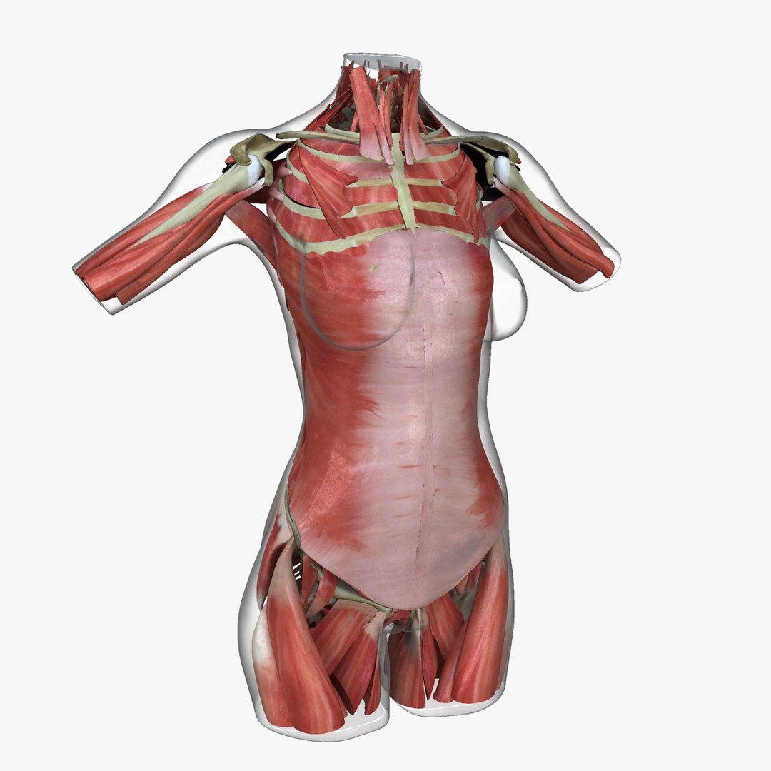 3d ma ultimate african american female torso https://p.turbosquid.com/ts-thumb/Xa/HM0lXS/u7N0gLPQ/m6/jpg/1444100626/1920x1080/fit_q87/96bc37a53afec1e526cec2a79ae982f81ad92d23/m6.jpg