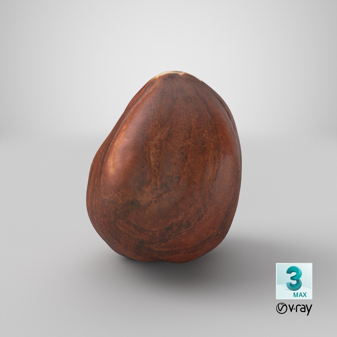 Hazelnut 04 3D model https://p.turbosquid.com/ts-thumb/Xa/NCBAhw/08/stemcell_max_vray_render/png/1663830307/1920x1080/fit_q87/962e79363fba5c1fb64f08459c23cc9c6c20301d/stemcell_max_vray_render.jpg