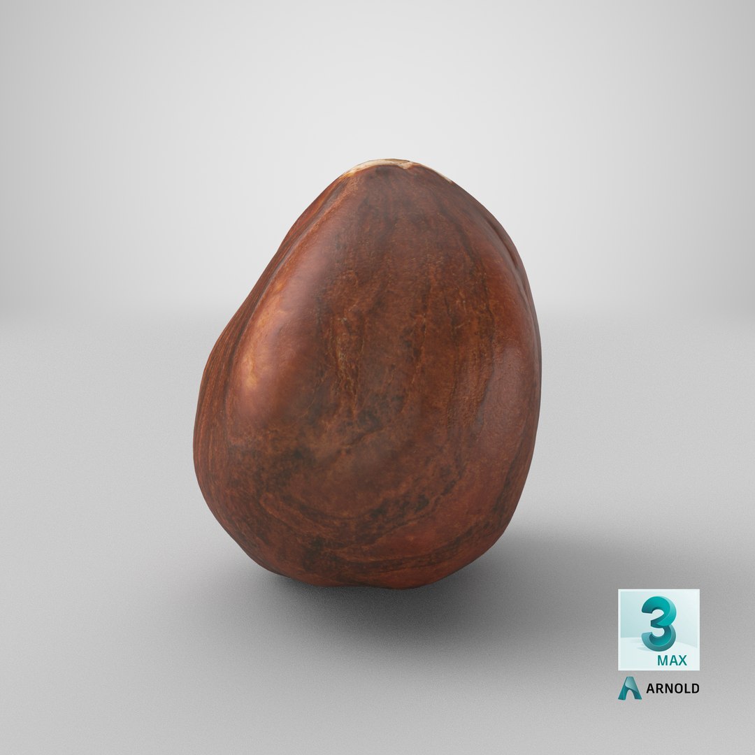 Hazelnut 04 3D model https://p.turbosquid.com/ts-thumb/Xa/NCBAhw/QD/stemcell_max_arnold_render/png/1663830303/1920x1080/fit_q87/ec6982c03f6999cd677dbee4487e0efd22d57200/stemcell_max_arnold_render.jpg
