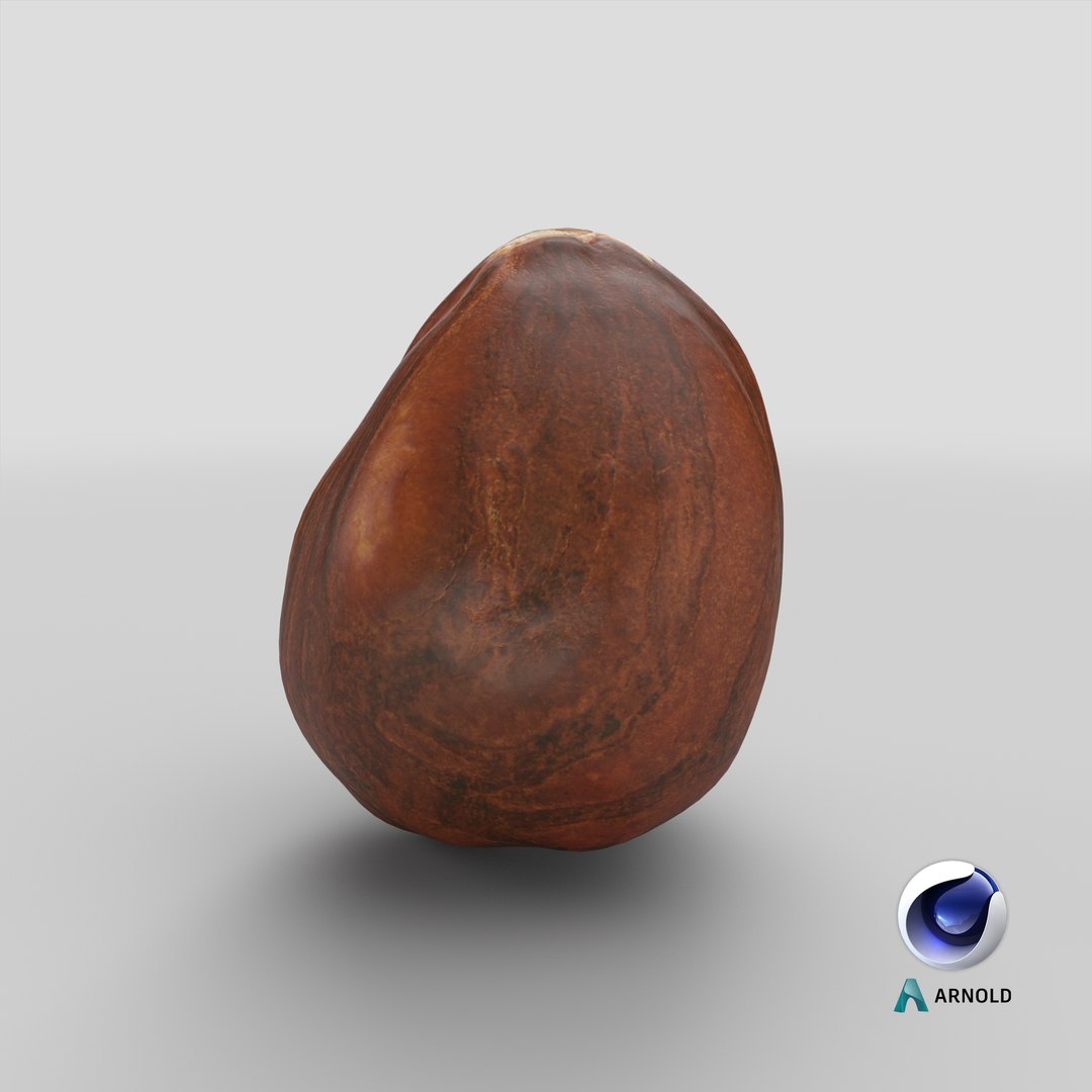 Hazelnut 04 3D model https://p.turbosquid.com/ts-thumb/Xa/NCBAhw/dz/stemcell_cinema_4d_arnold_render/png/1663830298/1920x1080/fit_q87/8280a87c5430bb6385d48621d4bbd1fa70e49f10/stemcell_cinema_4d_arnold_render.jpg