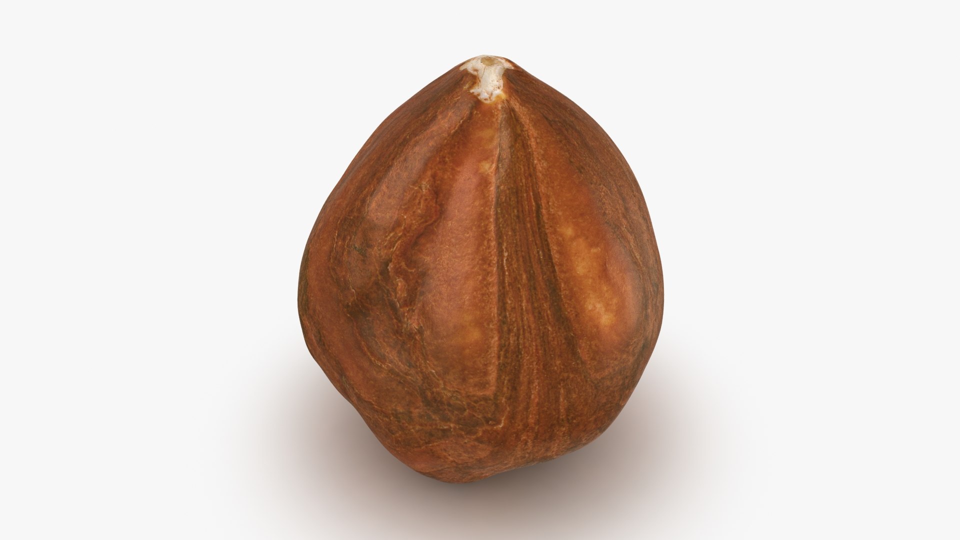 Hazelnut 04 3D model https://p.turbosquid.com/ts-thumb/Xa/NCBAhw/fa/hazelnut_04_b0002/jpg/1661882081/1920x1080/fit_q87/fdfe343787f49f9d46e3ed70c70ab954511397ce/hazelnut_04_b0002.jpg