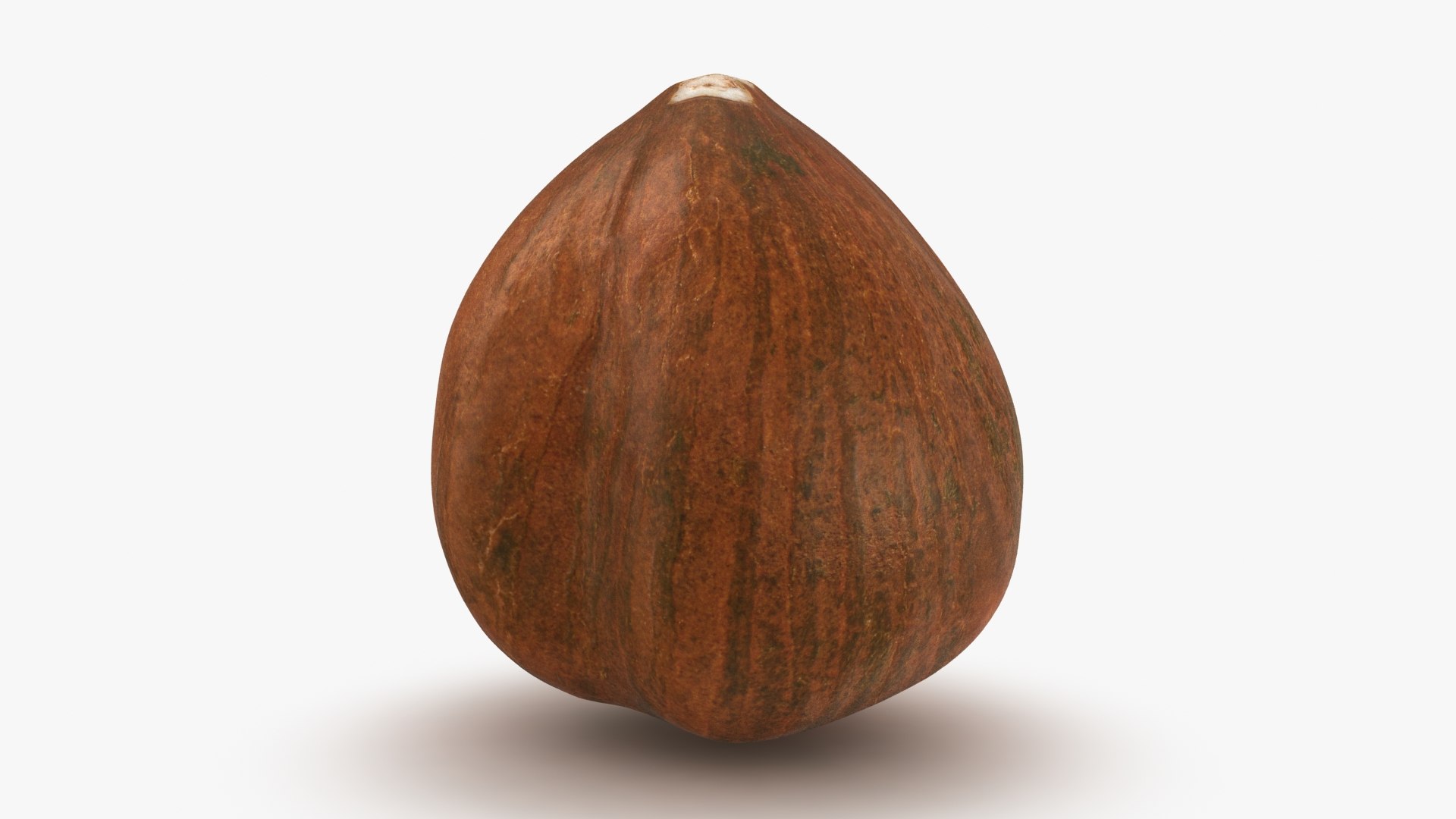 Hazelnut 04 3D model https://p.turbosquid.com/ts-thumb/Xa/NCBAhw/gQ/hazelnut_04_b0004/jpg/1661882085/1920x1080/fit_q87/9405e2fdb8ea3cf2e9c138053b6558ab450e2f85/hazelnut_04_b0004.jpg