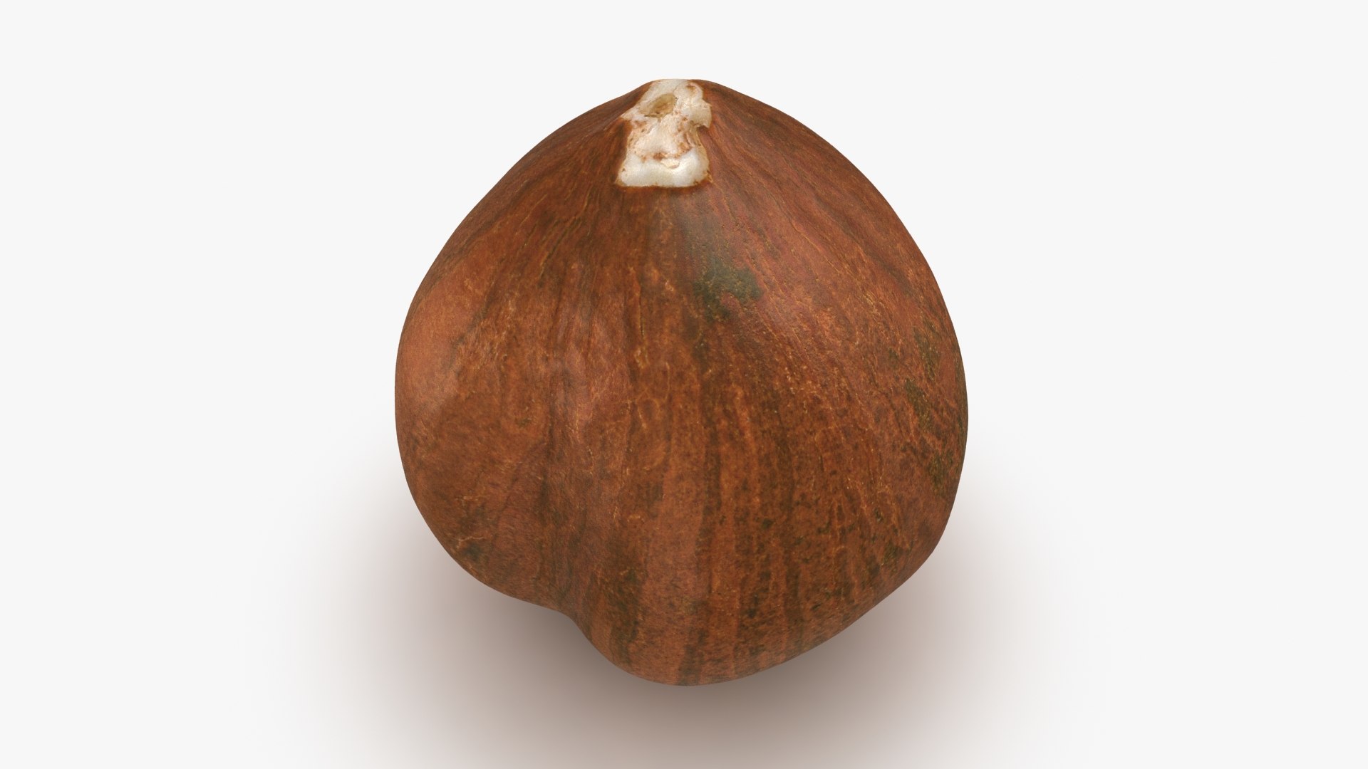 Hazelnut 04 3D model https://p.turbosquid.com/ts-thumb/Xa/NCBAhw/hX/hazelnut_04_b0014/jpg/1661882093/1920x1080/fit_q87/c7200db12af27dacec91df4479e4b9707cc37a0b/hazelnut_04_b0014.jpg