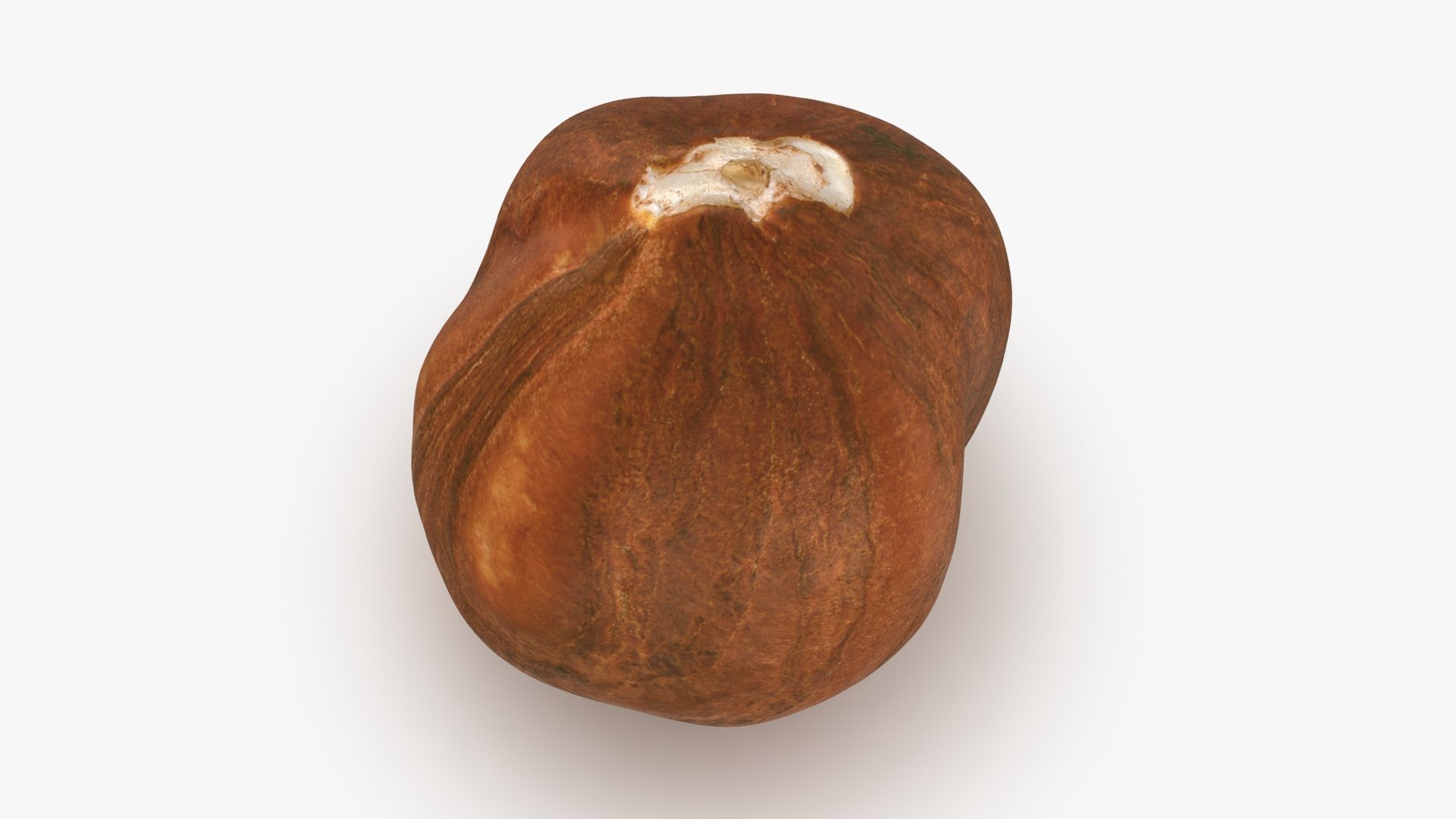 Hazelnut 04 3D model https://p.turbosquid.com/ts-thumb/Xa/NCBAhw/q0/hazelnut_04_b0010/jpg/1661882091/1920x1080/fit_q87/353788dfe83cc9aab94bb97d69b06098223e815d/hazelnut_04_b0010.jpg