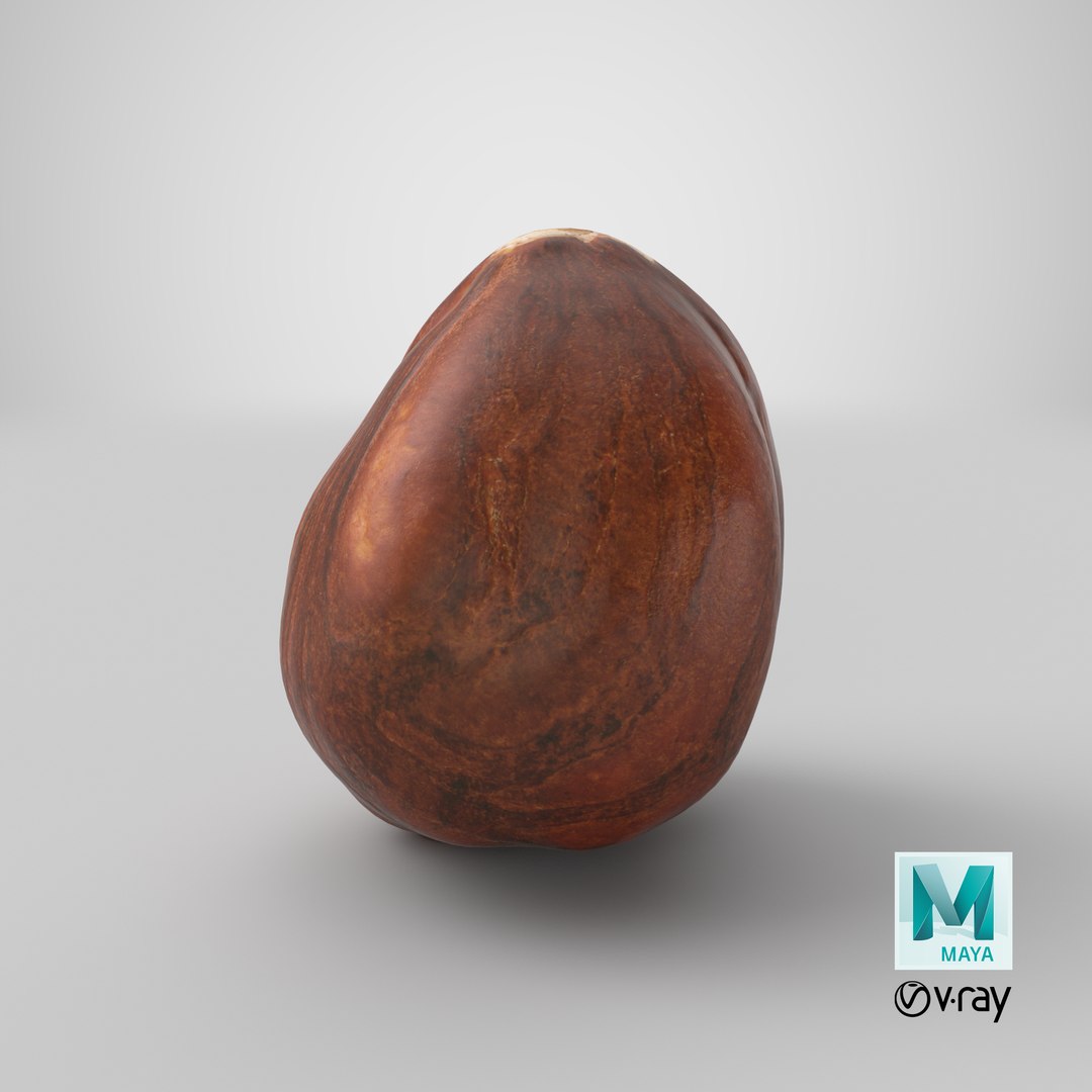 Hazelnut 04 3D model https://p.turbosquid.com/ts-thumb/Xa/NCBAhw/wy/stemcell_maya_vray_render/png/1663830312/1920x1080/fit_q87/ae2fb86740399d1ecfb0a778641fb95eb389d5cc/stemcell_maya_vray_render.jpg