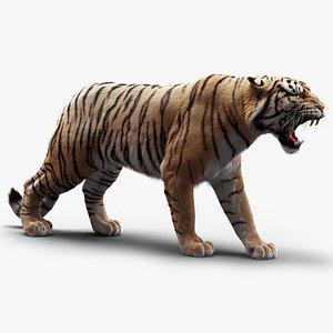 Bengal Tiger 3D Model Rigged and Low Poly Game ready - Team 3d Yard