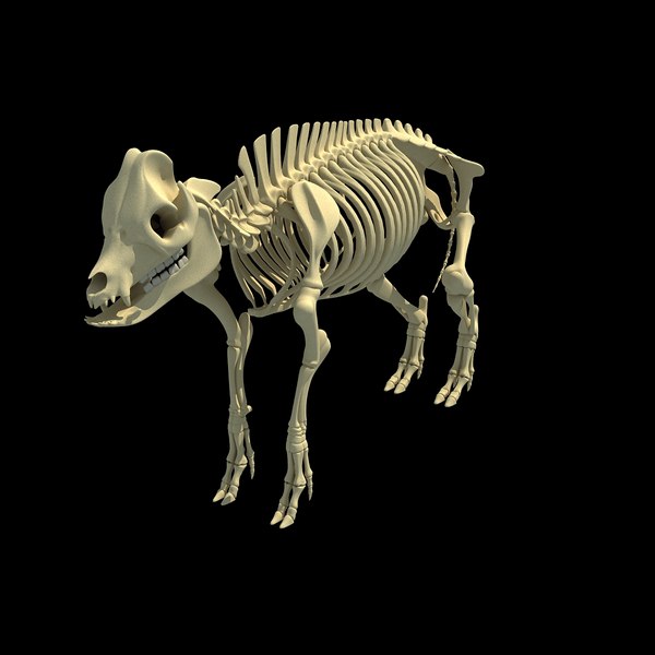 猪骨架3D模型 - TurboSquid 726985