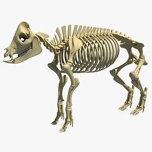 3D model Rigged Dog Skeleton - TurboSquid 1836183