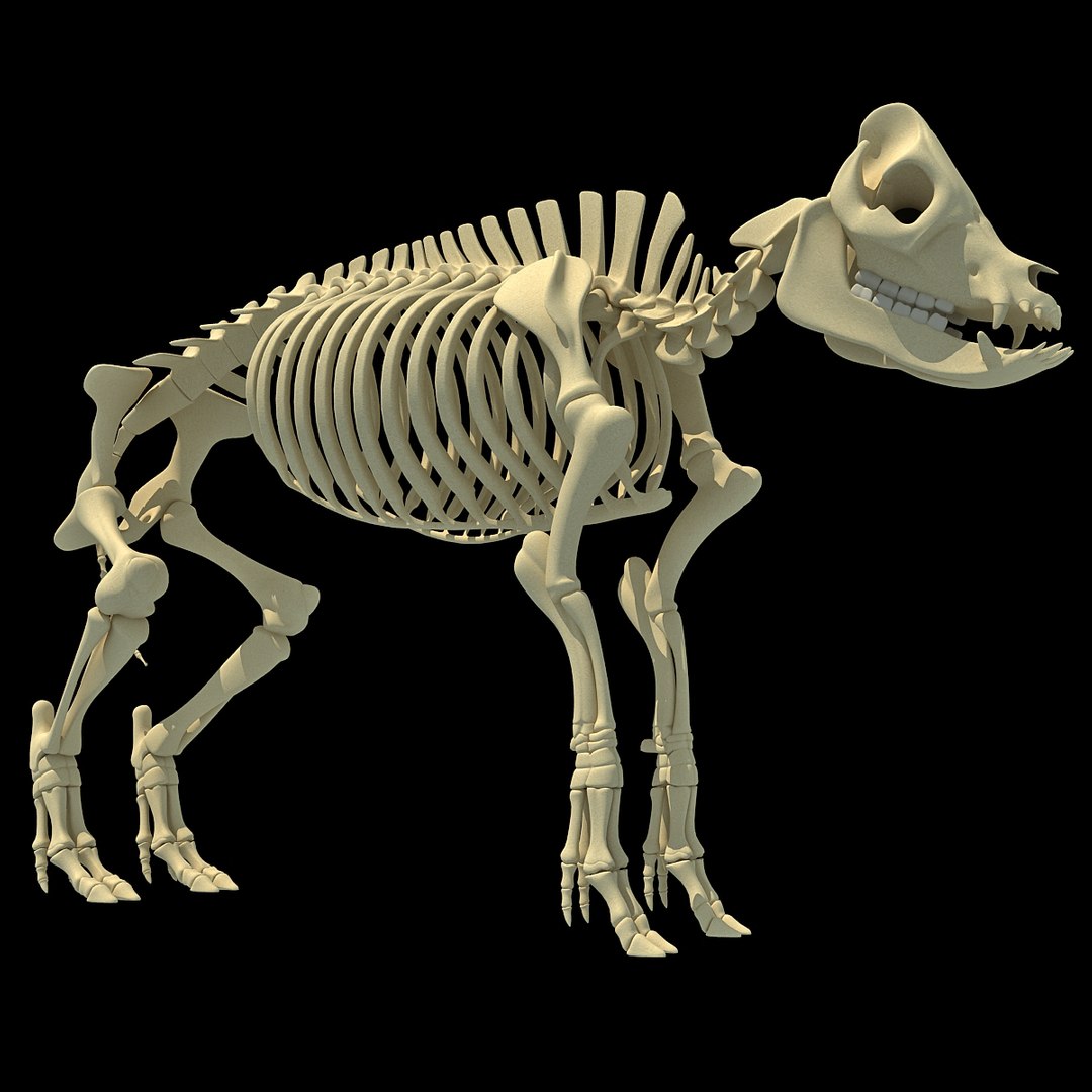 3d Model Pig Skeleton