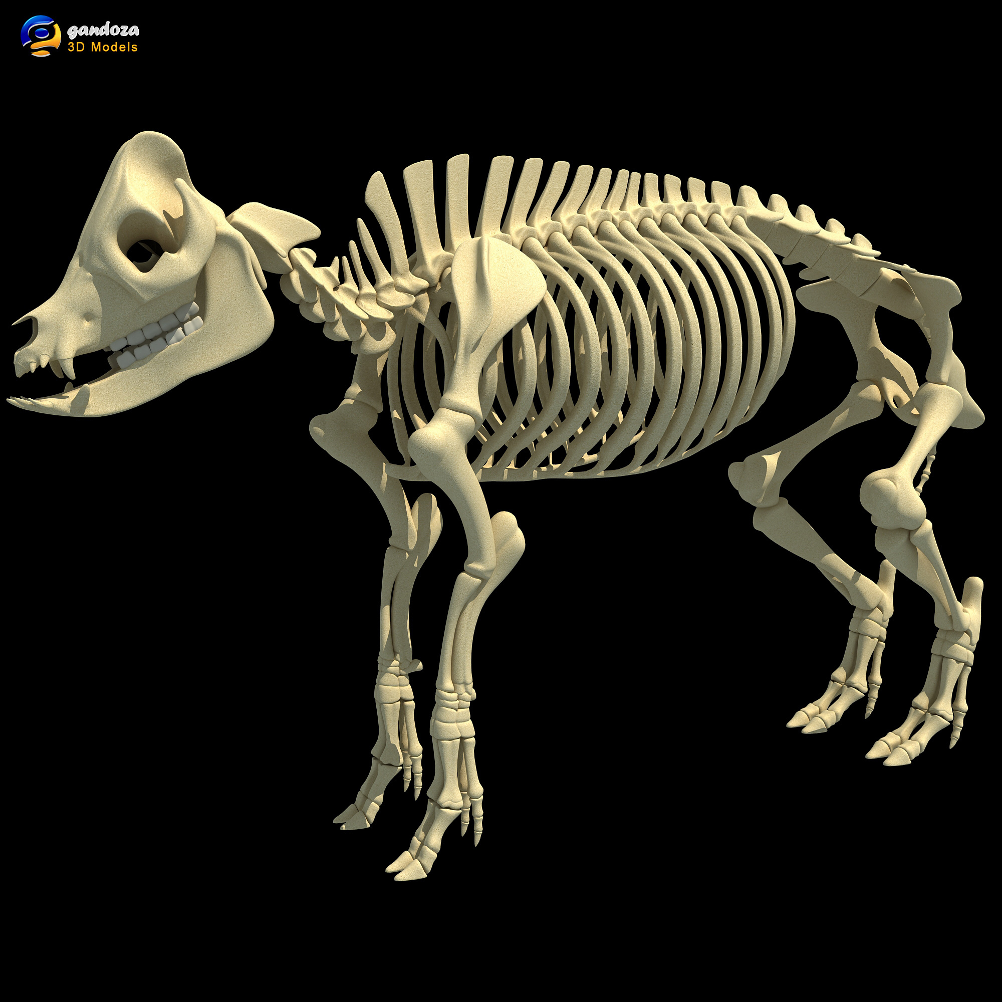 猪骨架3D模型 - TurboSquid 726985