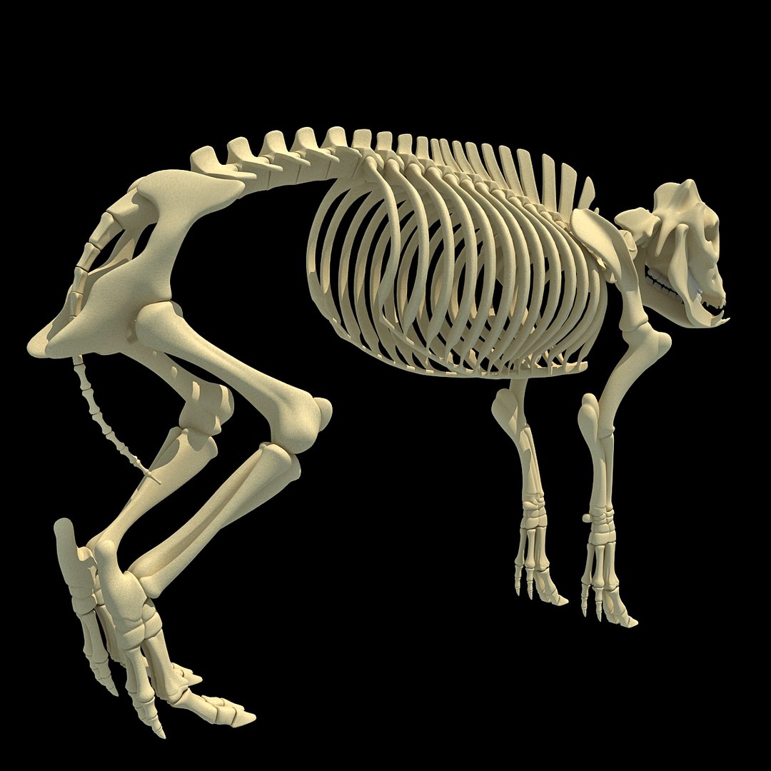 3d Model Pig Skeleton