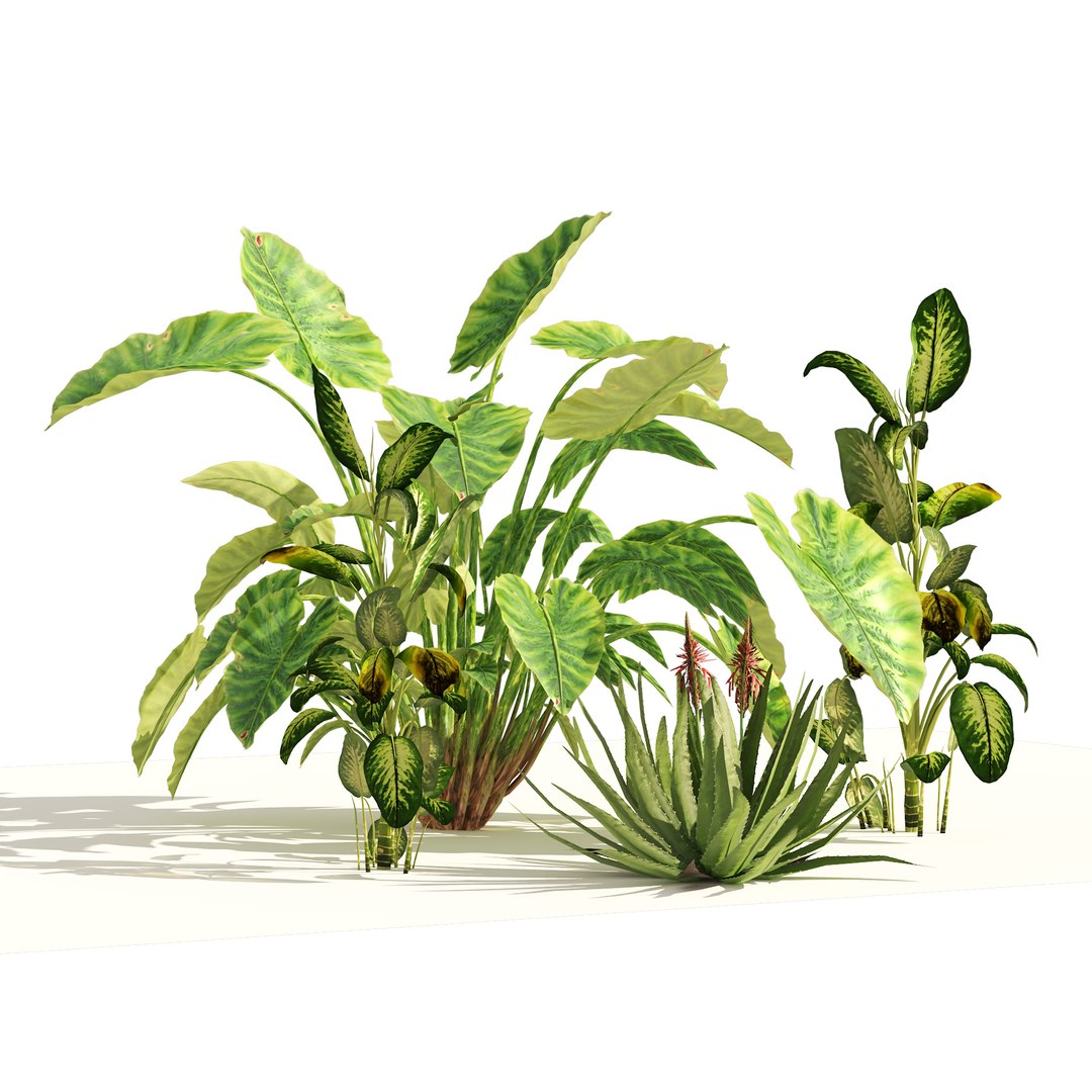 Garden set of tropical plants 3D model https://p.turbosquid.com/ts-thumb/Xa/cOGe5U/8N/04pp/jpg/1659570780/1920x1080/fit_q87/648957f71de6588b804b9be38b816ec31a30bbbb/04pp.jpg