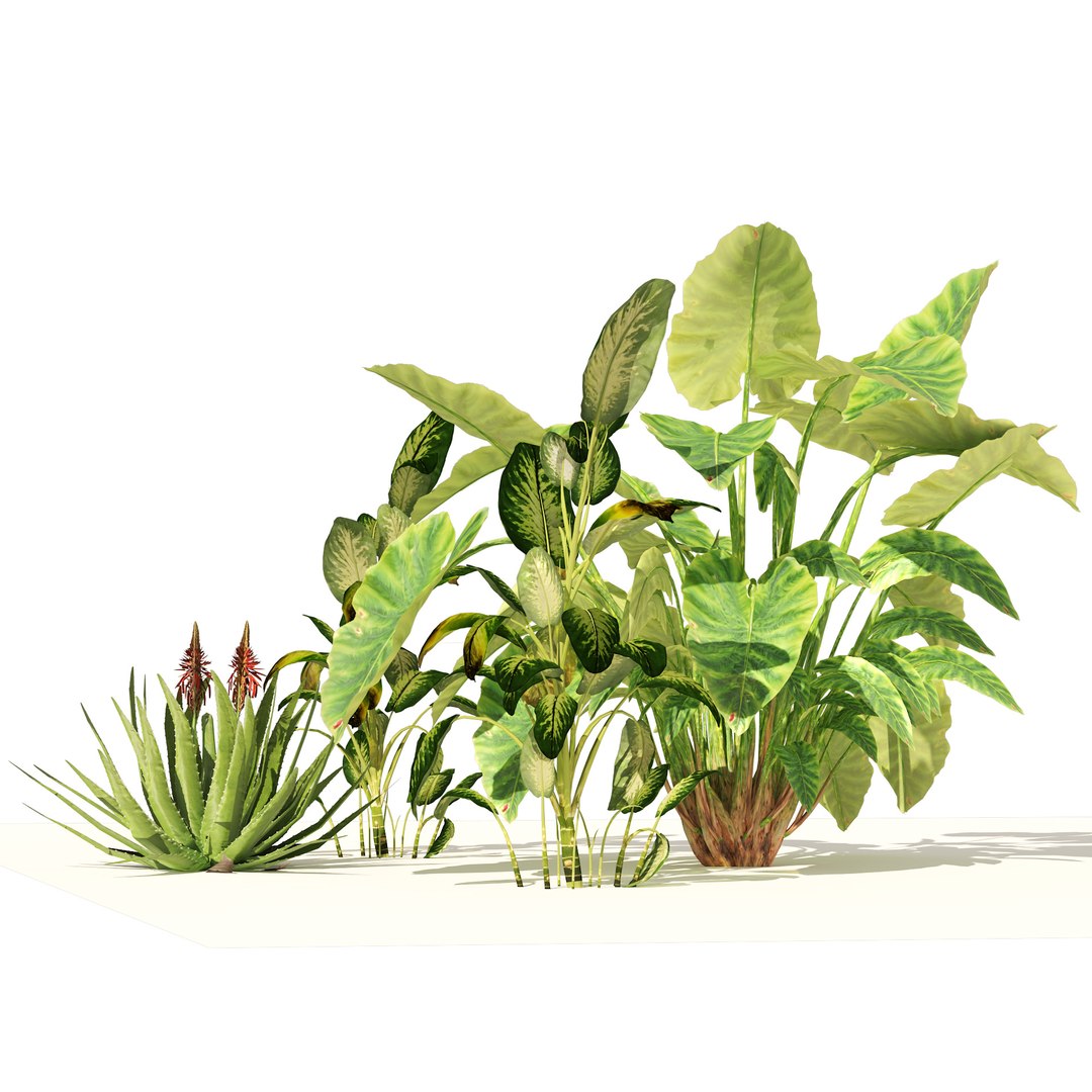 Garden set of tropical plants 3D model https://p.turbosquid.com/ts-thumb/Xa/cOGe5U/NP/06pp/jpg/1659570782/1920x1080/fit_q87/e73251f3ff17b3210ef129ea656765975063a0d3/06pp.jpg