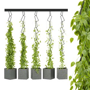 3D Collection plant vol 314 - indoor - ivy - ampelous - leaf - cinema 4d -