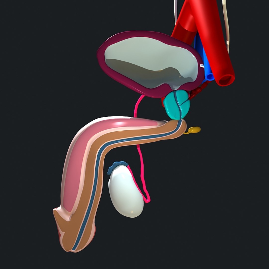 anatomy human max https://p.turbosquid.com/ts-thumb/Xa/fHAfLw/Fn3szfV3/anatomy_collection_render_25/jpg/1385142709/1920x1080/fit_q87/f89883db4d6627375a7676f7bd9cc8ff77ff28ca/anatomy_collection_render_25.jpg