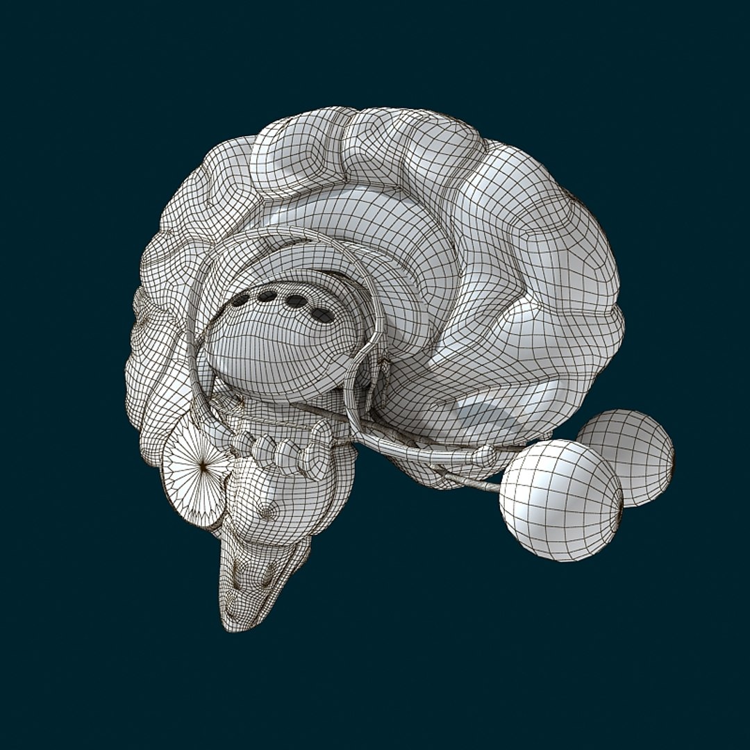 anatomy human max https://p.turbosquid.com/ts-thumb/Xa/fHAfLw/ZPLg3r8r/anatomy_collection_render_11/jpg/1385142709/1920x1080/fit_q87/49b1acca6832601f6e4e202ae9d304d8126daf8d/anatomy_collection_render_11.jpg