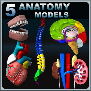 anatomy human max