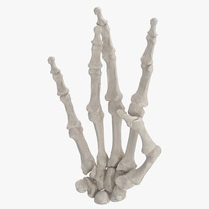 Real Human Hand Bones White West Side Sign