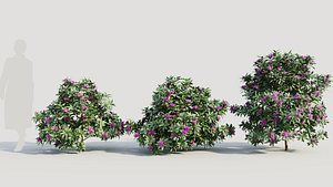 Rhododendron ponticum b 3D