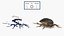 Insect Water Beetle Brown Realistic Rigged 3D model