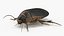 Insect Water Beetle Brown Realistic Rigged 3D model