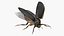 Insect Water Beetle Brown Realistic Rigged 3D model