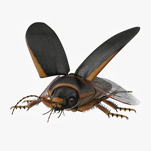 Insect Water Beetle Brown Realistic Rigged 3D model