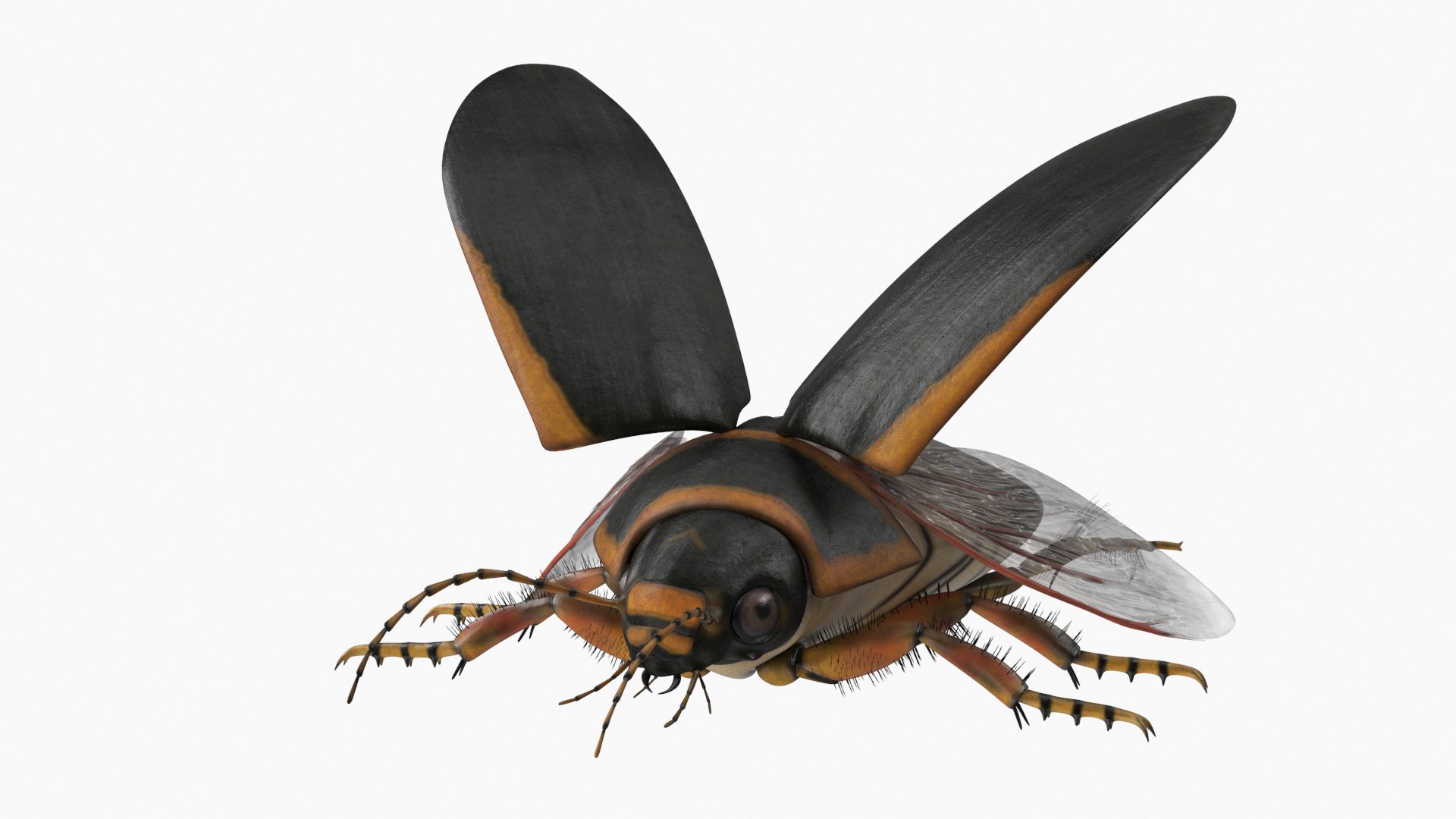 Insect Water Beetle Brown Realistic Rigged 3D model https://p.turbosquid.com/ts-thumb/Xb/4g2LEa/cF/insectwaterbeetlebrownrealisticriggedc4dmodel002/jpg/1720005141/1920x1080/fit_q87/581b767249ce08229ddb1e1ea3df6478c4ffba31/insectwaterbeetlebrownrealisticriggedc4dmodel002.jpg