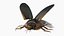 Insect Water Beetle Brown Realistic Rigged 3D model