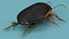 Insect Water Beetle Brown Realistic Rigged 3D model