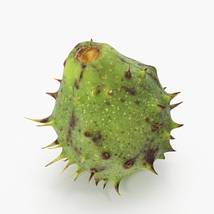 3D chestnut scan
