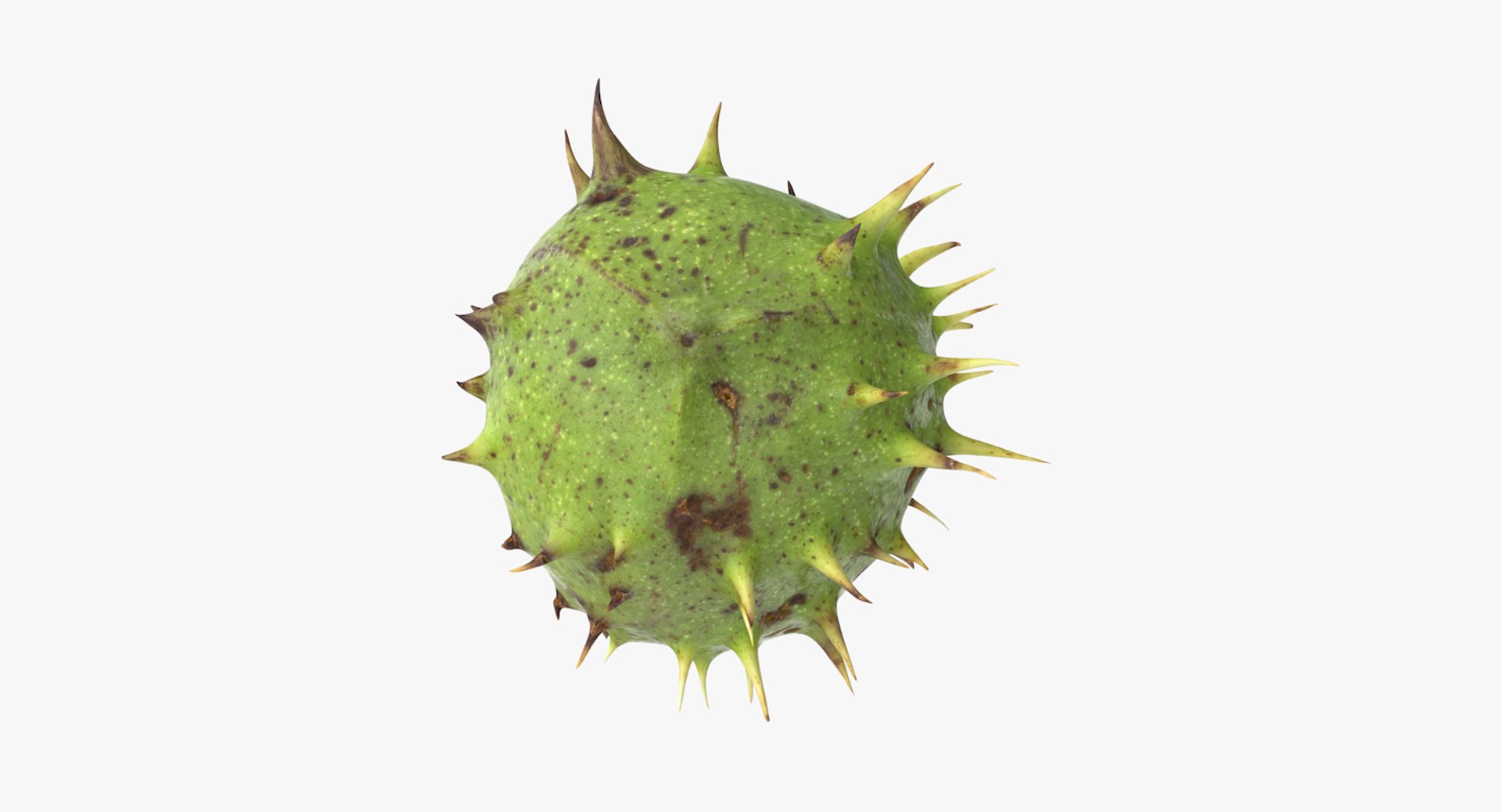 3D chestnut scan https://p.turbosquid.com/ts-thumb/Xb/GTQigr/7lpb1ejN/chestnut_1_05/jpg/1506201625/1920x1080/fit_q87/bd4e0d60844d9c456d1188078bd5bf0b58bc166a/chestnut_1_05.jpg