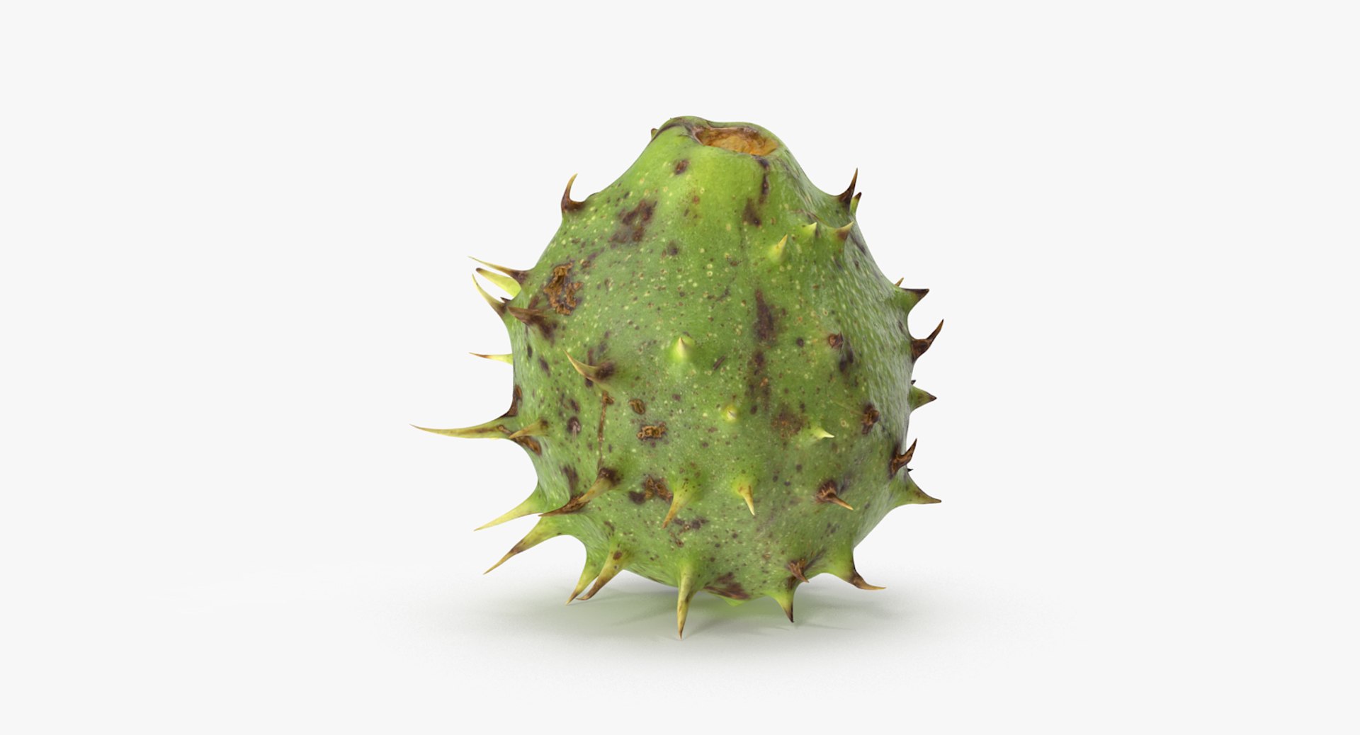 3D chestnut scan https://p.turbosquid.com/ts-thumb/Xb/GTQigr/87EIVrm7/chestnut_1_08/jpg/1506201625/1920x1080/fit_q87/073ad2dce3395f67f43fb7a6205733fe5805414a/chestnut_1_08.jpg