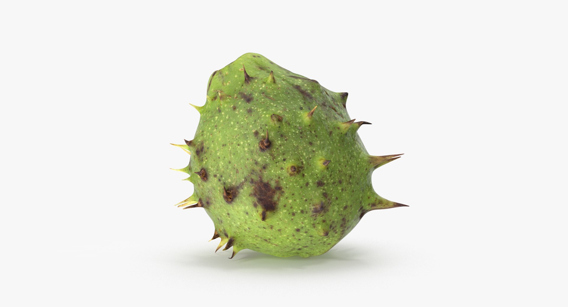 3D chestnut scan https://p.turbosquid.com/ts-thumb/Xb/GTQigr/fGRxK6Fw/chestnut_1_09/jpg/1506201625/1920x1080/fit_q87/c8fc803aa24c8fbd61400245085f9b3d1dc4c4d0/chestnut_1_09.jpg