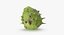 Chestnut