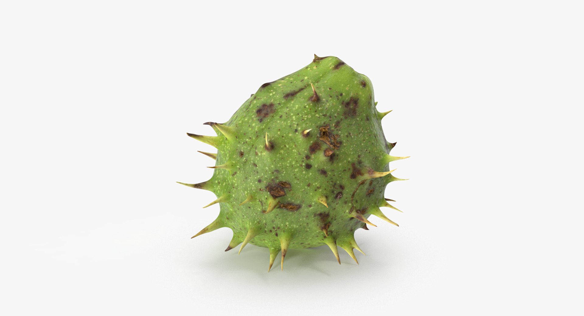 3D chestnut scan https://p.turbosquid.com/ts-thumb/Xb/GTQigr/ivJU6dJx/chestnut_1_07/jpg/1506201625/1920x1080/fit_q87/573321bc77fe19db8d8bd44d1c37a2e069f52c30/chestnut_1_07.jpg