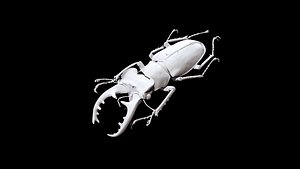 Stag Beetle 01 CT scan 3D model