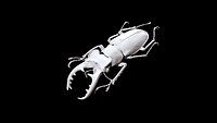 Stag Beetle 01 3D CT scan model