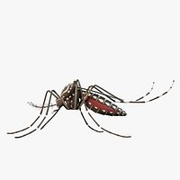 Mosquito - aedes aegypti