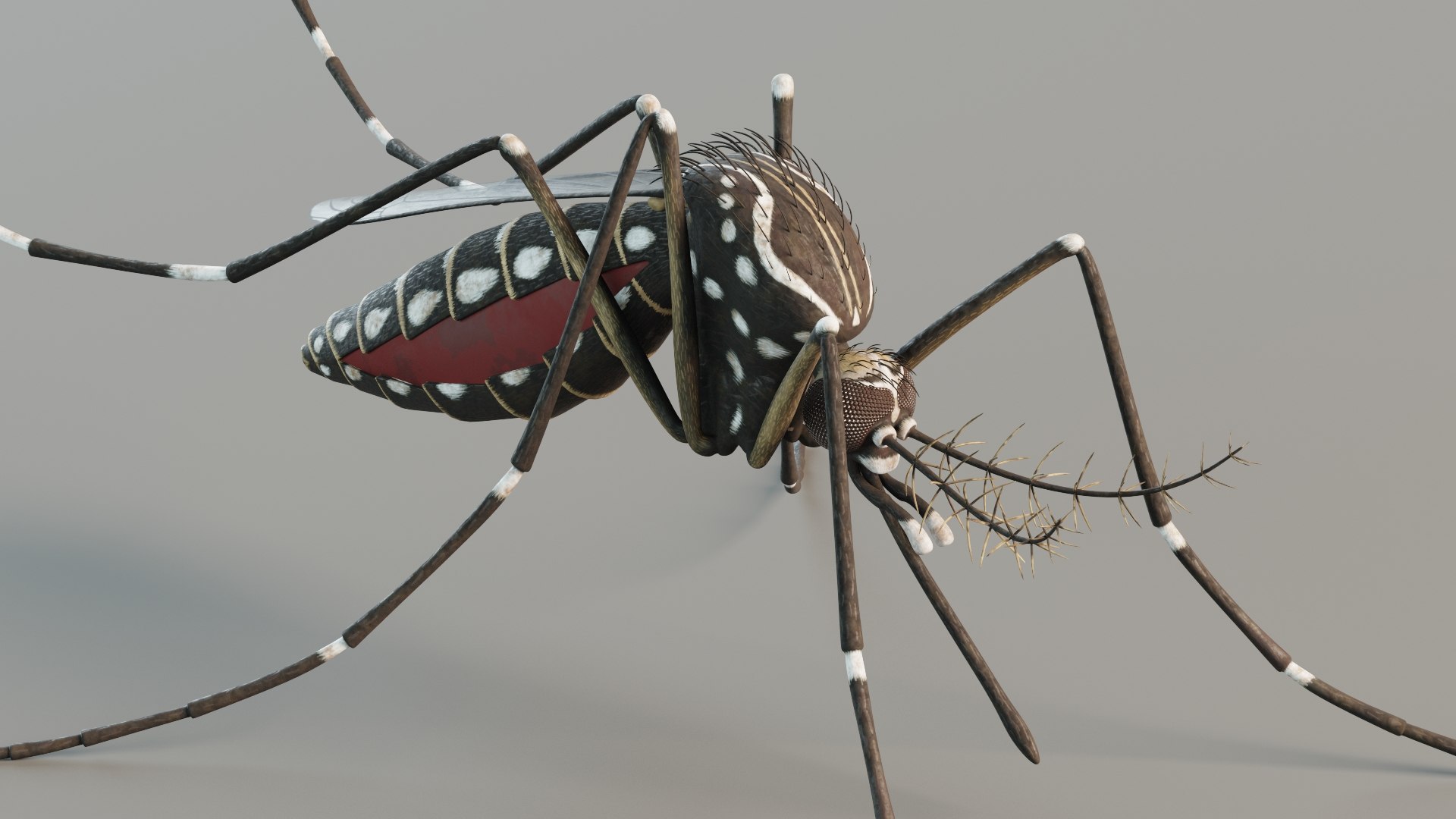 3D Mosquito - Aedes Aegypti - TurboSquid 2325912