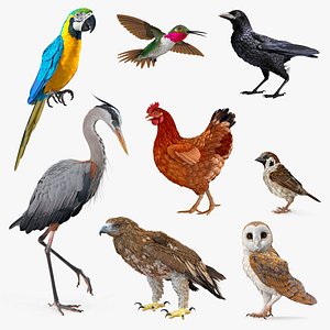 3D Birds Collection 3 model